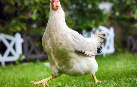 Naša odgovornost, ko kupimo piščančje meso